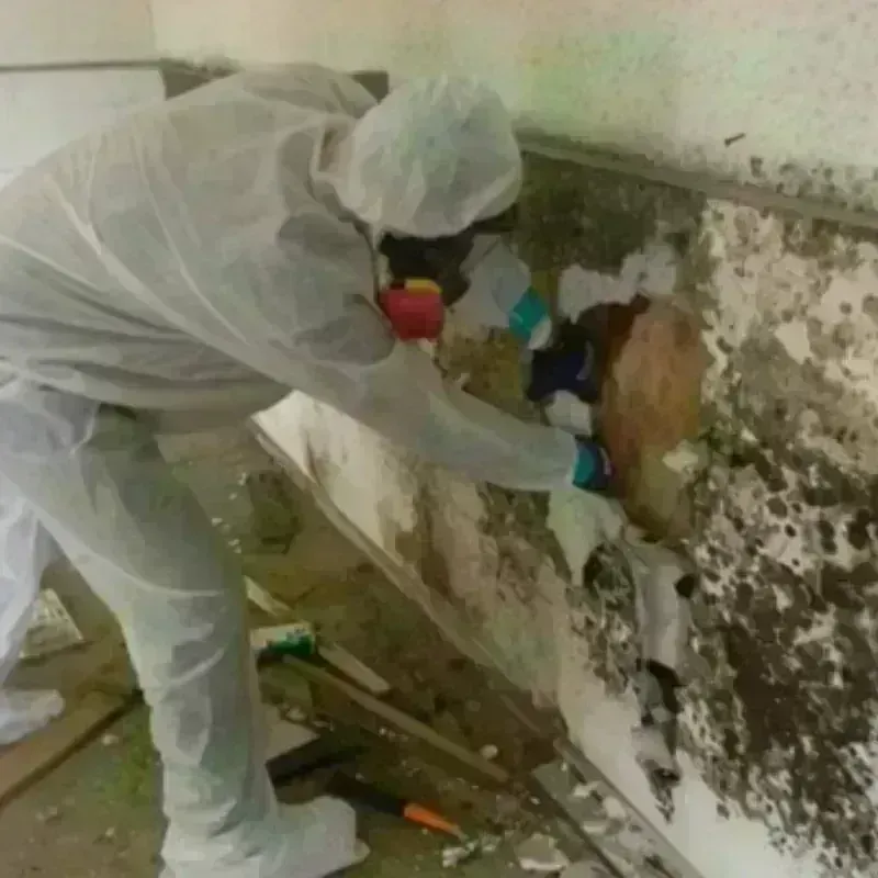 Mold Remediation and Removal in Newnan, GA